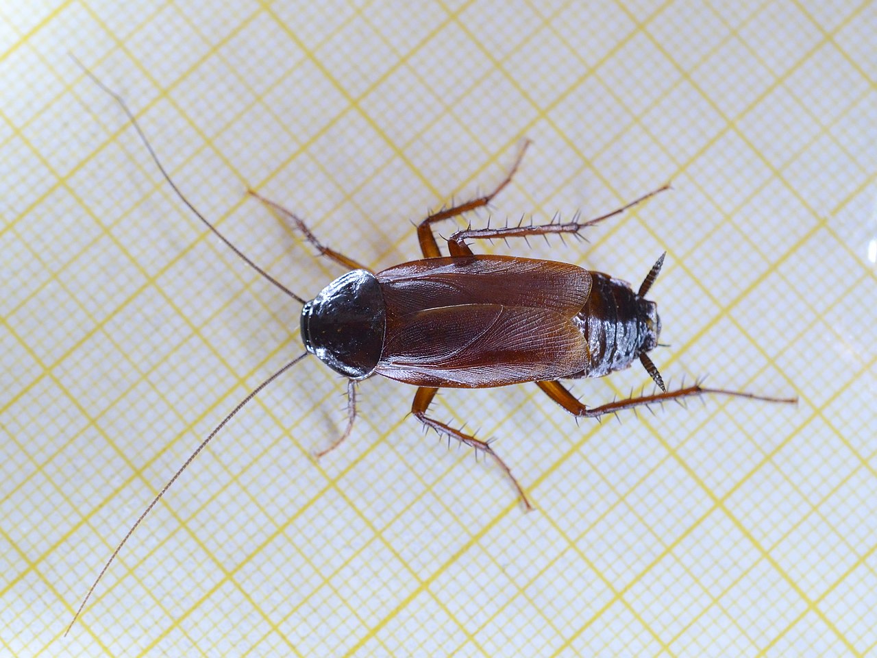 Oriental Cockroach